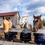 Horses Paddock - three horses standing next to each other behind a fence