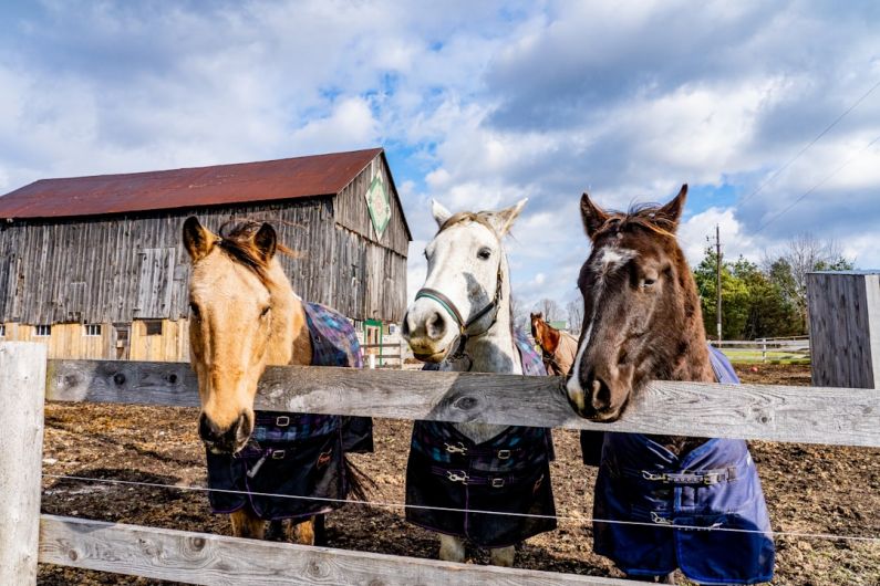 Horses Paddock - three horses standing next to each other behind a fence