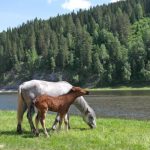 Foaling Care - horses grazing near a lake