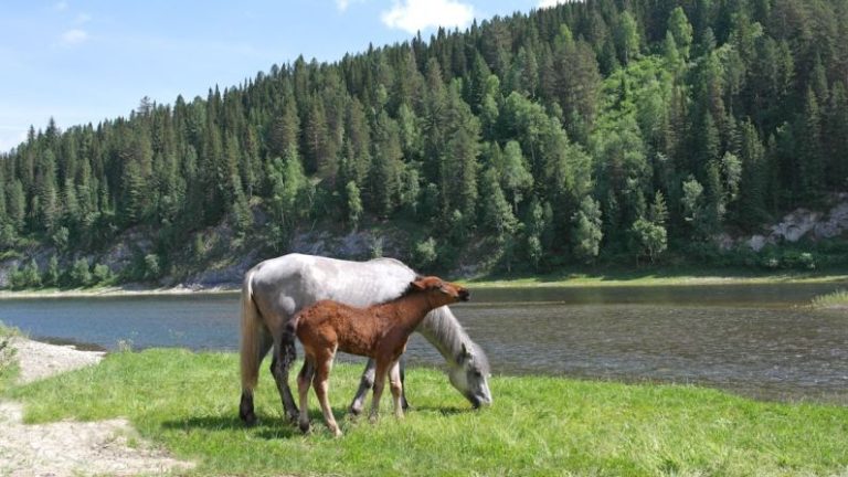Foaling Care - horses grazing near a lake