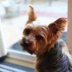 Breed Standards - a small brown and black dog sitting in front of a window