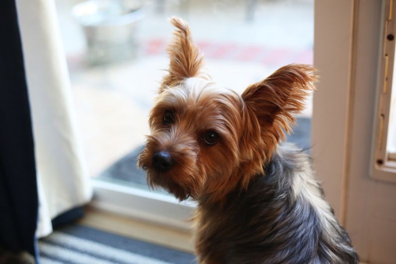 Breed Standards - a small brown and black dog sitting in front of a window
