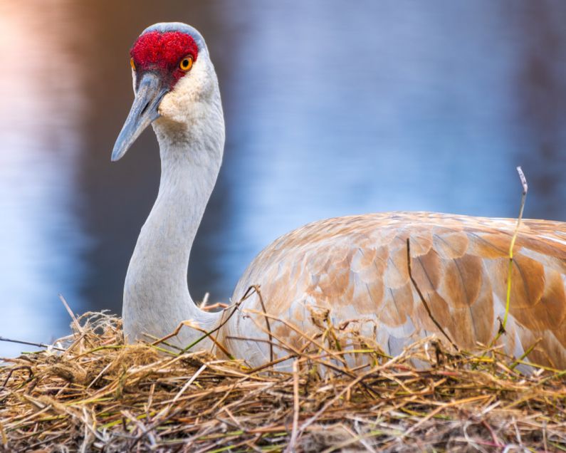 Conservation Breeding - a bird with a red head sitting on top of a nest