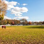 Horse Farm - brown horse standing on field during daytime