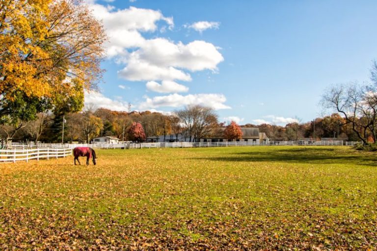 Horse Farm - brown horse standing on field during daytime