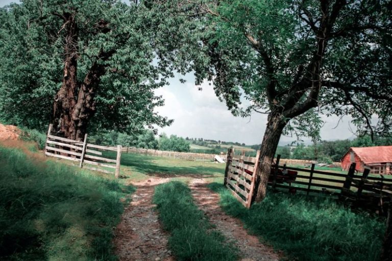 Country Living - green grass field with brown wooden fence