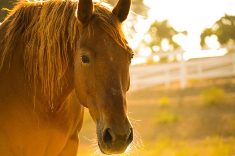 Horse Vaccination - photo of brown horse during day time