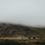 Traveling Horses - animals at the foot of mountain during daytime