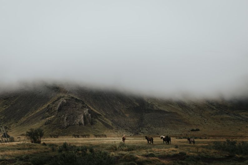 Traveling Horses - animals at the foot of mountain during daytime