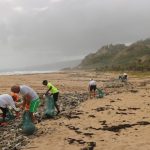 Volunteering Horse - people picking garbage near beach