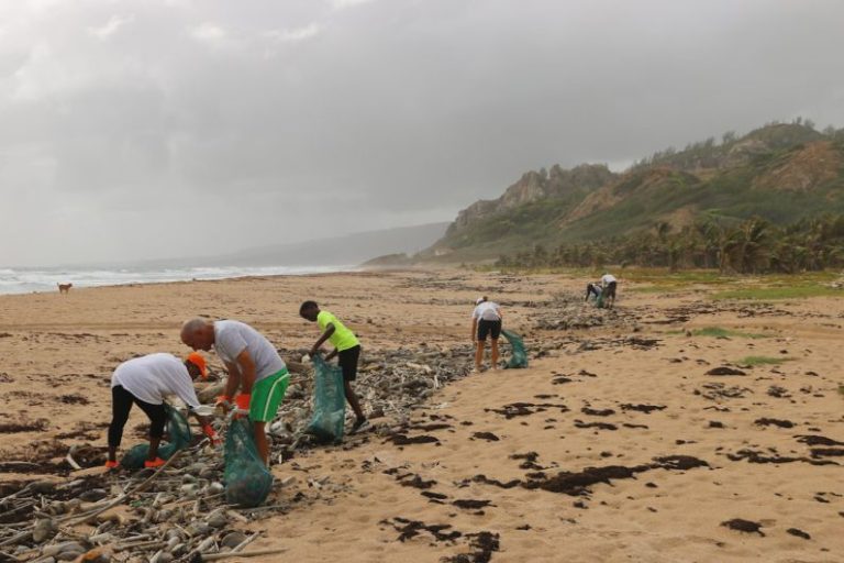 Volunteering Horse - people picking garbage near beach
