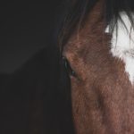 Mane Grooming - a close up of a horse's head with a white spot on it