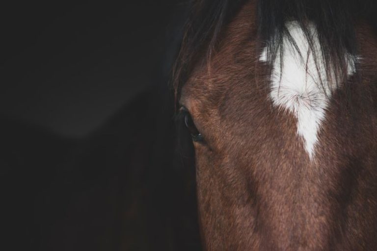 Mane Grooming - a close up of a horse's head with a white spot on it
