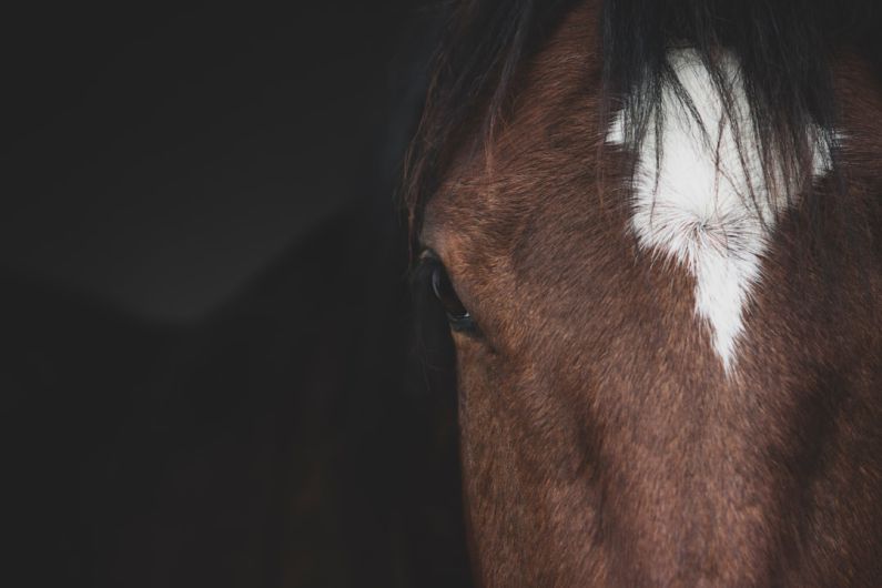 Mane Grooming - a close up of a horse's head with a white spot on it