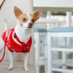 Show Jumper - adult white Chihuahua with red clothes