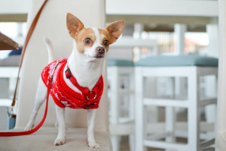 Show Jumper - adult white Chihuahua with red clothes