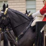 Cavalry Horse - a group of men riding on the backs of black horses