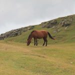Carriage Horse - brown horse in middle of green grass field