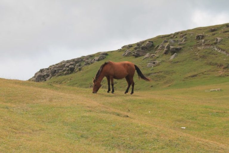 Carriage Horse - brown horse in middle of green grass field