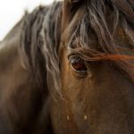 Influential Stallion - close-up photo of brown horse