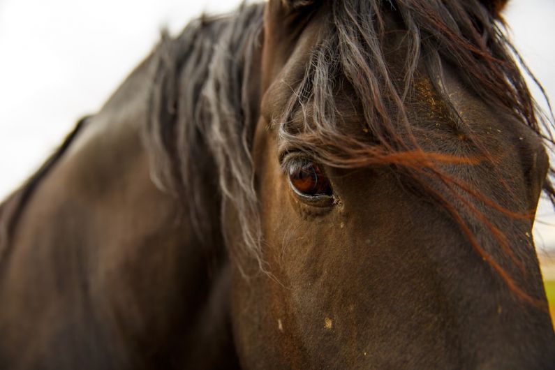 Influential Stallion - close-up photo of brown horse