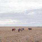 Exploration Horse - a herd of horses standing on top of a dry grass field