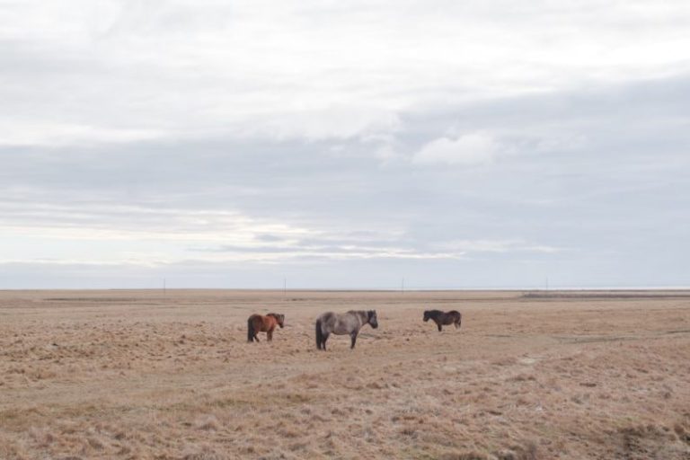 Exploration Horse - a herd of horses standing on top of a dry grass field