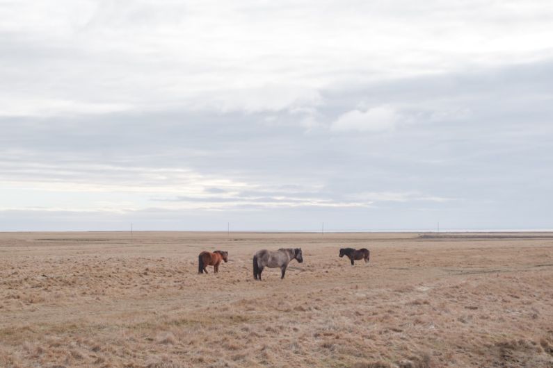 Exploration Horse - a herd of horses standing on top of a dry grass field