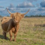 Native Breed - a brown cow standing on top of a grass covered field