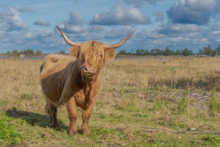 Native Breed - a brown cow standing on top of a grass covered field