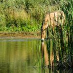 Horses Drinking - brown horse drinking water on lake during daytime