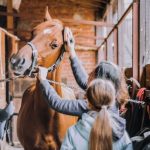 Horse Grooming - girl in blue jacket holding brown horse