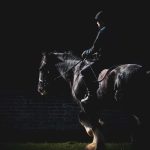 Lunging Horse - black horse on green grass field during daytime