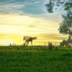 Trotting Horse - brown horse on green grass field during sunset