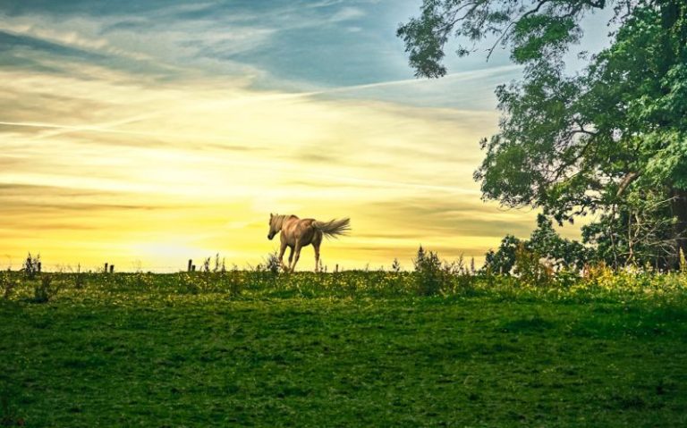 Trotting Horse - brown horse on green grass field during sunset