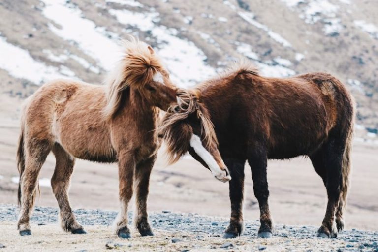 Horse Whisperer - two brown horses on field