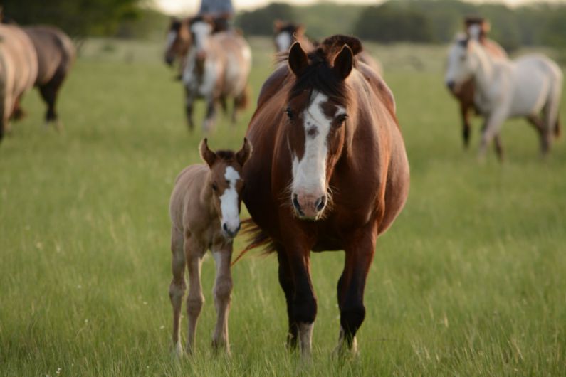 Foal Training - mother horse and young horse together on grass during daytime