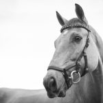 Communication Horse - gray scale photo of horse