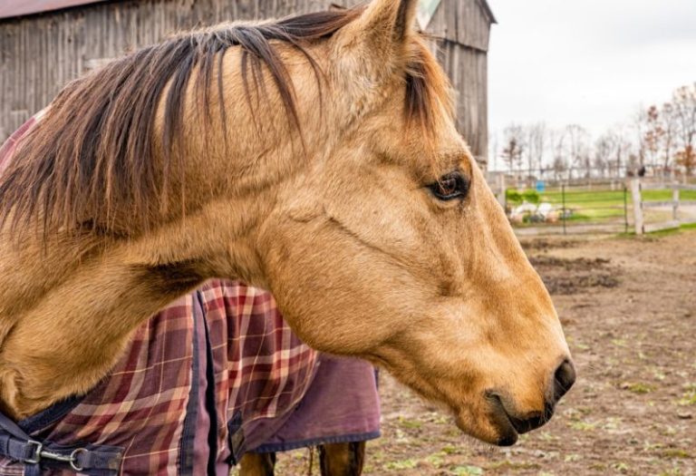 Horse Blanket - a horse with a blanket on it's head