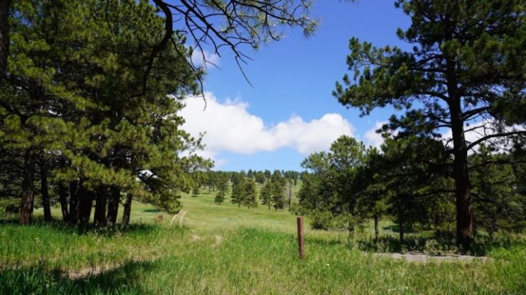 Hidden Trail - green grass field with trees under blue sky during daytime