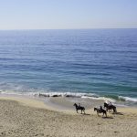 Beach Horseback - a group of people riding horses on top of a sandy beach
