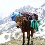 Mountain Horse - a brown horse standing on top of a snow covered mountain