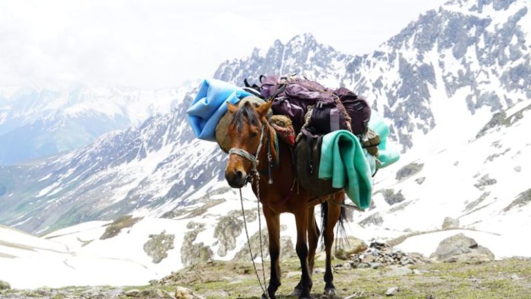 Mountain Horse - a brown horse standing on top of a snow covered mountain