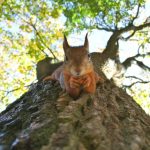 Wildlife Encounter - brown squirrel on green leafed tree