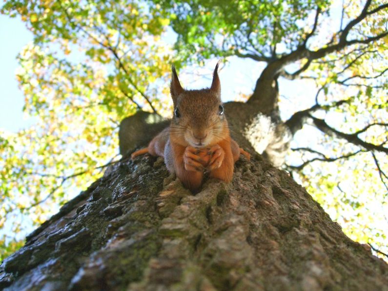 Wildlife Encounter - brown squirrel on green leafed tree