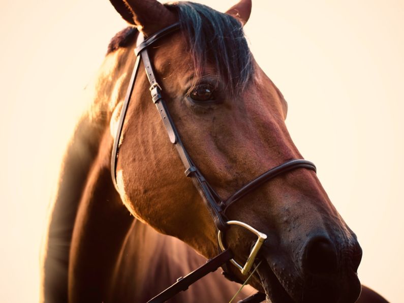 Saddle Horse - close up photo of brown horse