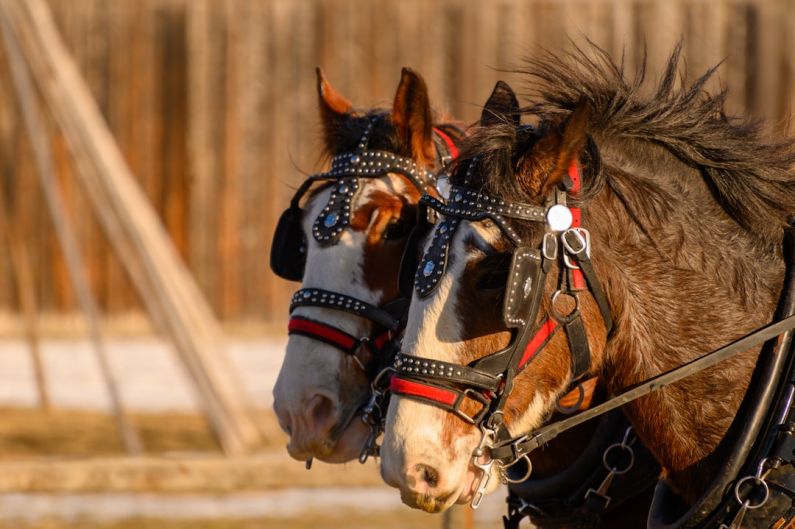 Veterinarian Horse - brown horse with black leather strap