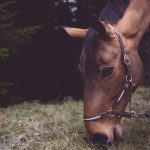 Bridle Horse - tilt-shift photography of horse