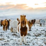 Hydrated Horse - herd of white and brown donkeys on snow-covered land