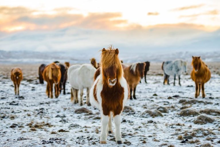 Hydrated Horse - herd of white and brown donkeys on snow-covered land